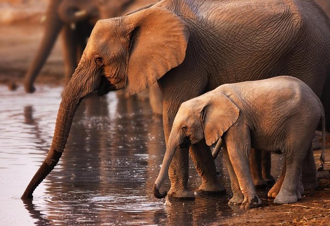 Addo Elephant National Park Tour - Full day of Wildlife Wonders - Why Addo works so well for a day trip