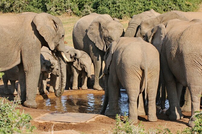 Addo Elephant National Park Tour - Full day of Wildlife Wonders - Pickup from Port Elizabeth, the airport, or harbor
