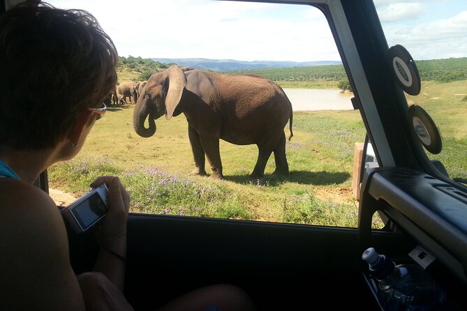 Addo Elephant National Park Tour - Full day of Wildlife Wonders - About five hours inside the park