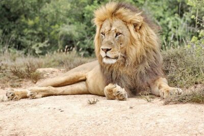 Addo Elephant National Park Tour – Full day of Wildlife Wonders