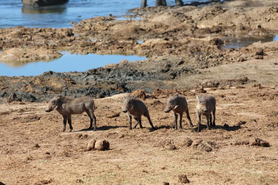 Addo: Game Drive in Addo Elephant National Park Private - Key things to know before booking