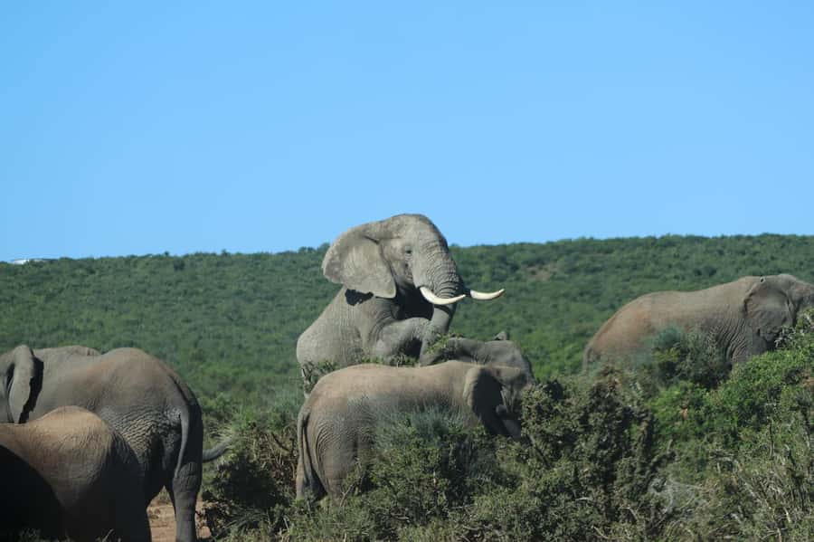 Addo: Game Drive in Addo Elephant National Park Private - Why Addo works so well for an elephant safari