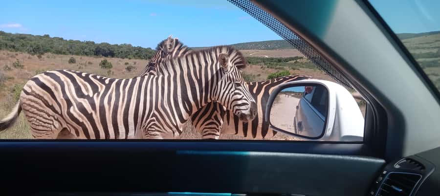 Addo: Game Drive in Addo Elephant National Park Private - The eight-hour park day, from drive to lunch