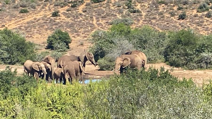 Addo: Game Drive in Addo Elephant National Park Private - Is $270 per person a fair price?