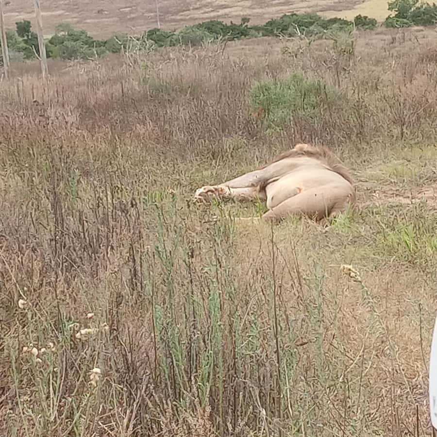Addo: Game Drive in Addo Elephant National Park Private - Who should book this Addo game drive?