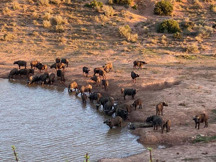Addo National Park all-inclusive with Traditional BBQ Lunch - Key points to know before booking