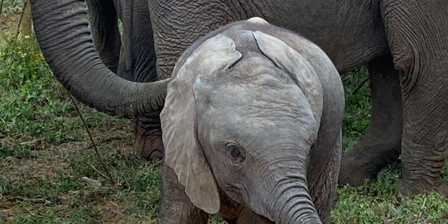 Addo National Park all-inclusive with Traditional BBQ Lunch - Should you book the full-day Addo tour?
