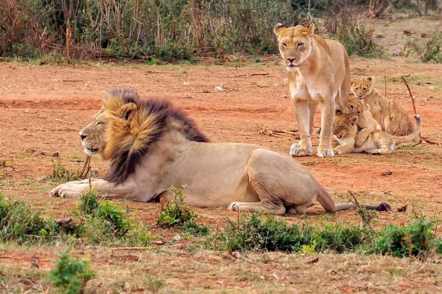 Addo National Park all-inclusive with Traditional BBQ Lunch - Why Addo is more than an elephant park