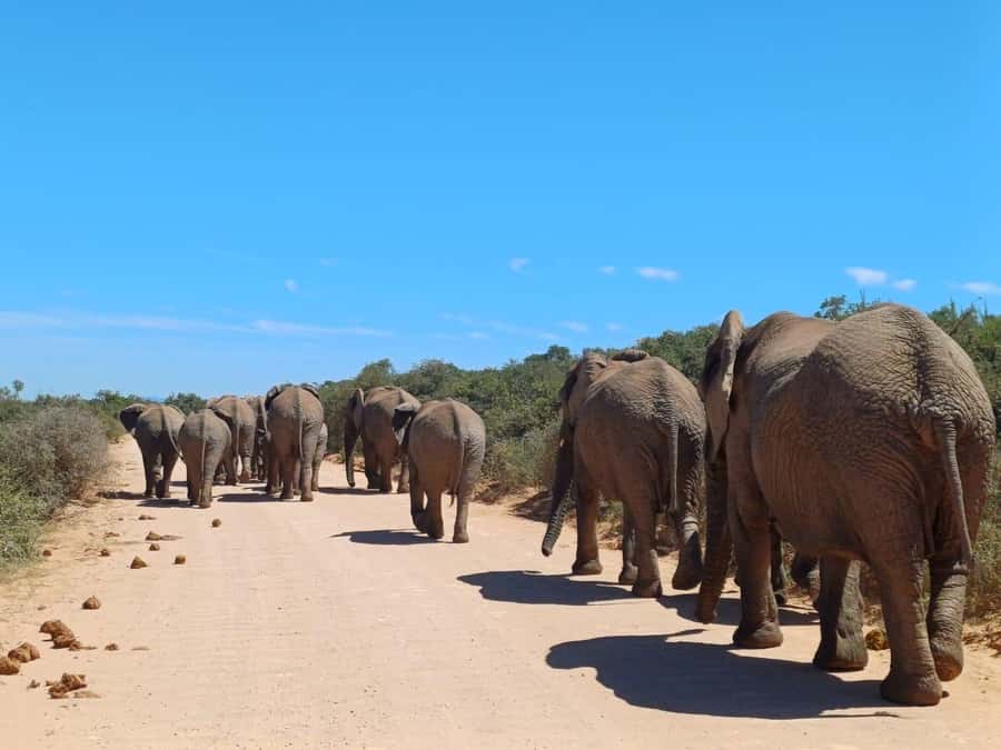 Addo National Park all-inclusive with Traditional BBQ Lunch - Elephant viewing in thick Addo bush