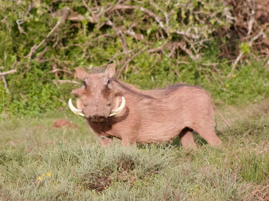 Addo National Park all-inclusive with Traditional BBQ Lunch - Searching for lions, buffalo, and black rhino