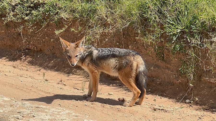 Addo National Park all-inclusive with Traditional BBQ Lunch - Snacks, drinks, and the practical side of the day