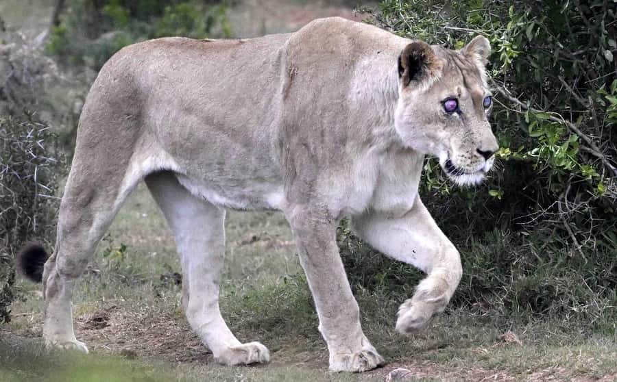 Addo National Park all-inclusive with Traditional BBQ Lunch - How the $127 price compares with the experience