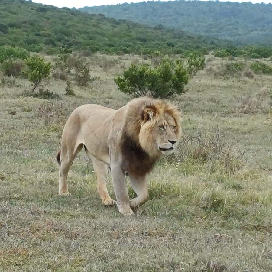 Addo National Park all-inclusive with Traditional BBQ Lunch - The full-day drive from 9 a.m. to 6 p.m.