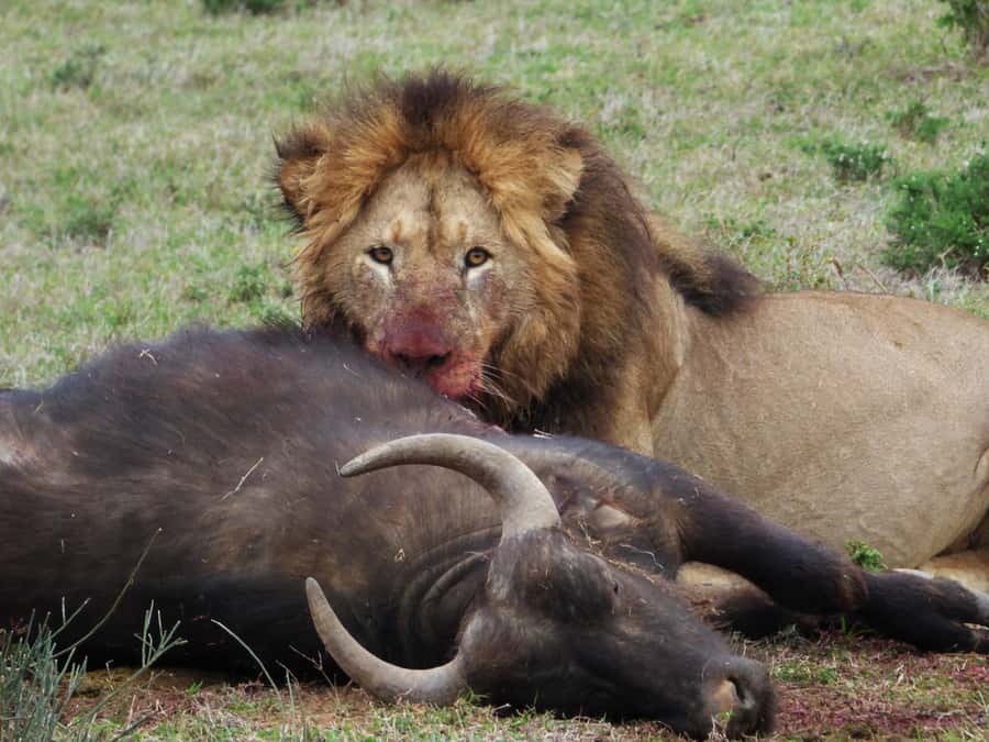 Addo National Park: Full-Day Safari Tour - Key points to know before booking