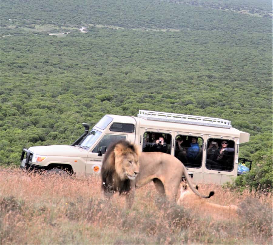 Addo National Park: Full-Day Safari Tour - Why a full day makes sense in Addo
