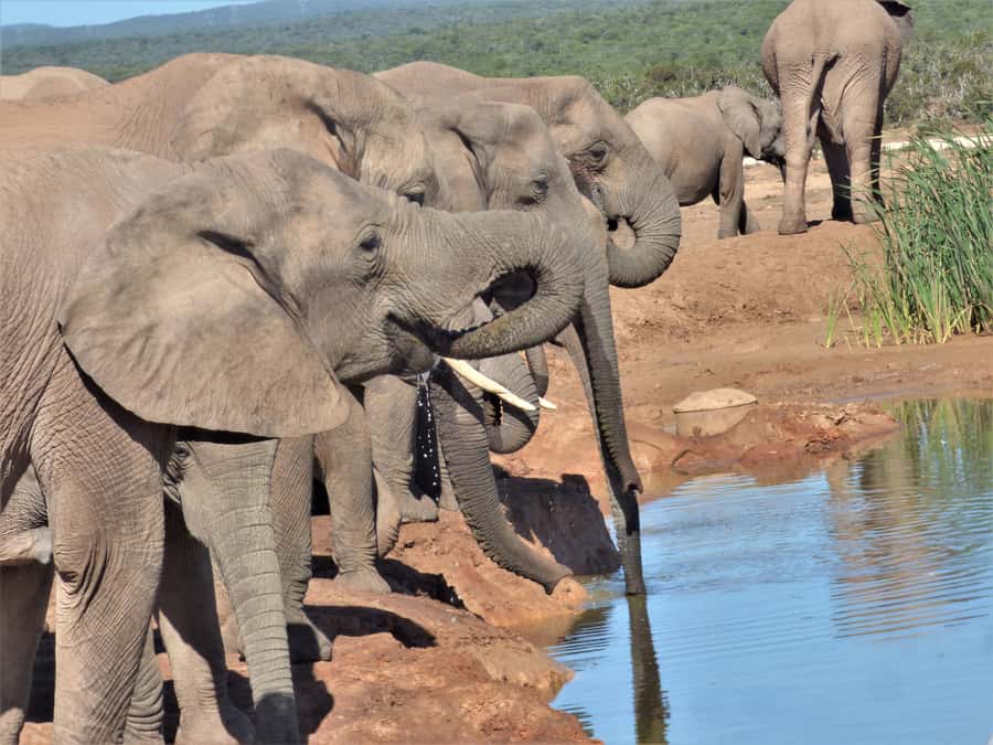 Addo National Park: Full-Day Safari Tour - Searching the northern and southern park areas