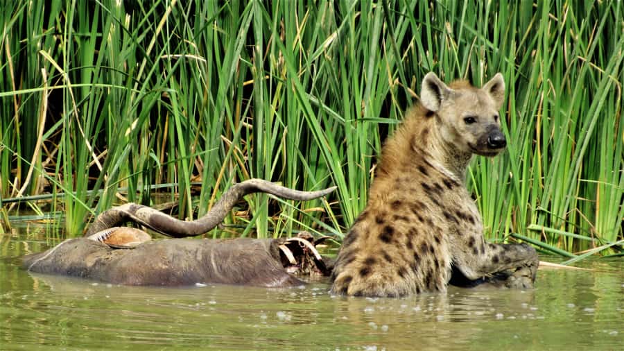 Addo National Park: Full-Day Safari Tour - Who will enjoy this Addo safari most
