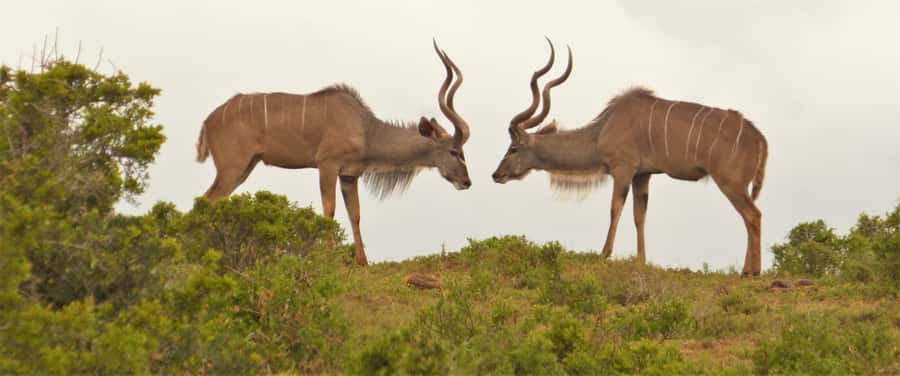 Addo National Park: Full-Day Safari Tour - Booking details worth checking