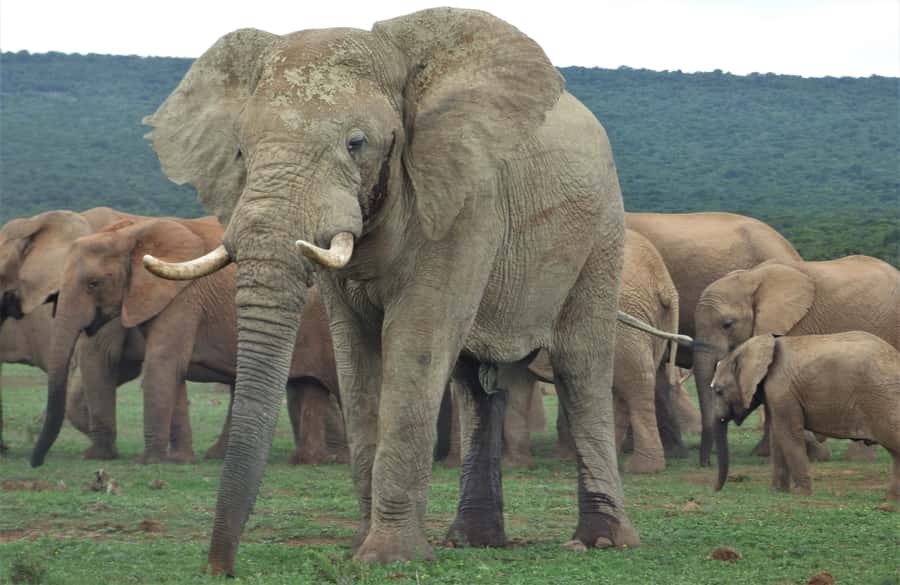 Addo National Park: Full-Day Safari Tour - Starting the day in a small safari vehicle