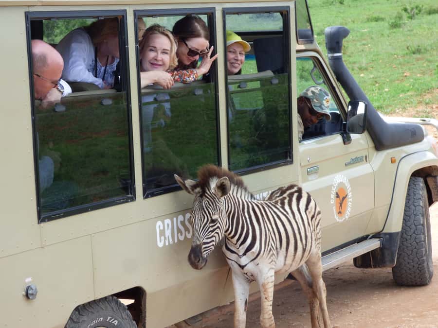 Addo National Park: Guided Half-Day Safari - Why this four-hour Addo safari is worth considering