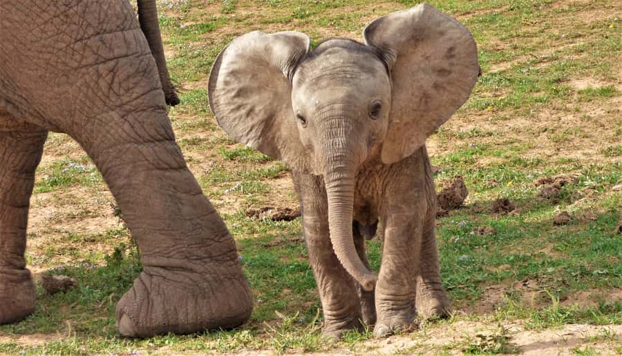 Addo National Park: Guided Half-Day Safari - The closed Toyota Land Cruiser experience