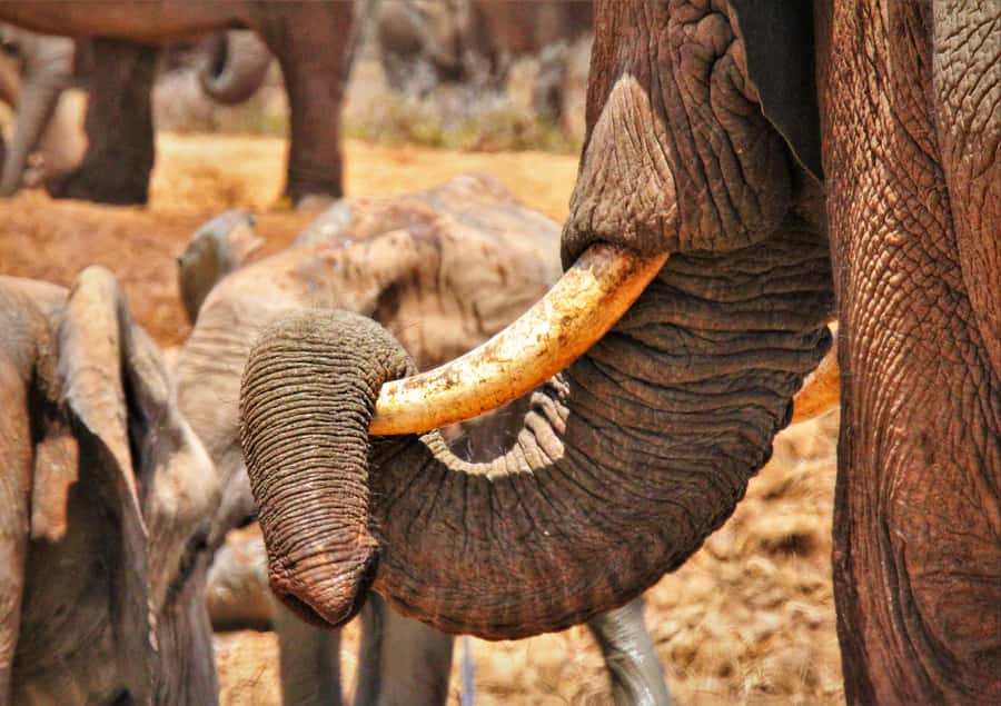 Addo National Park: Guided Half-Day Safari - Wildlife sightings: elephants, lions, and the smaller finds