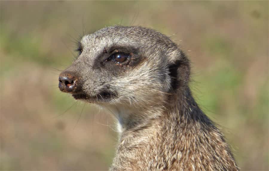 Addo National Park: Guided Half-Day Safari - Snacks, drinks, and the real cost