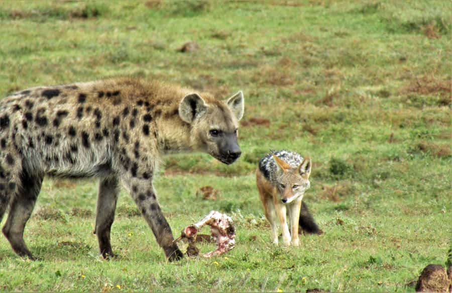Addo National Park: Guided Half-Day Safari - Who will enjoy this safari most