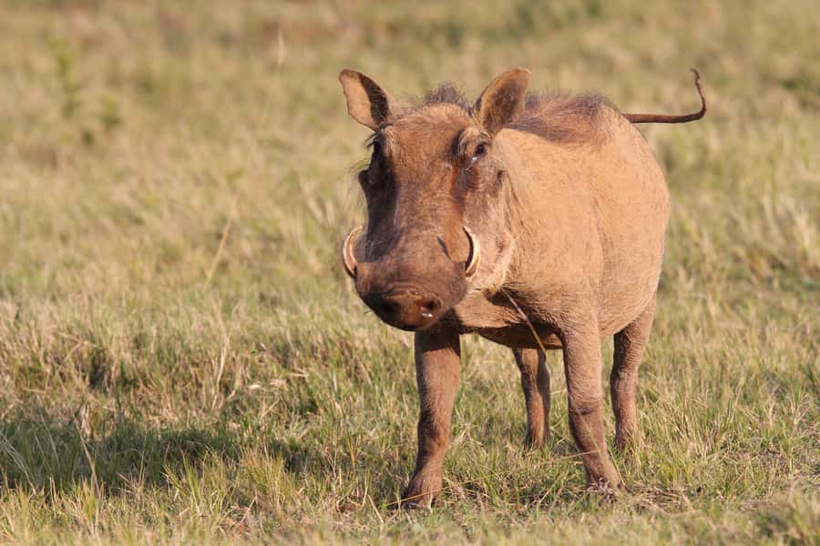 Addo National Park: Guided Half-Day Safari - Should you book the Addo half-day safari?