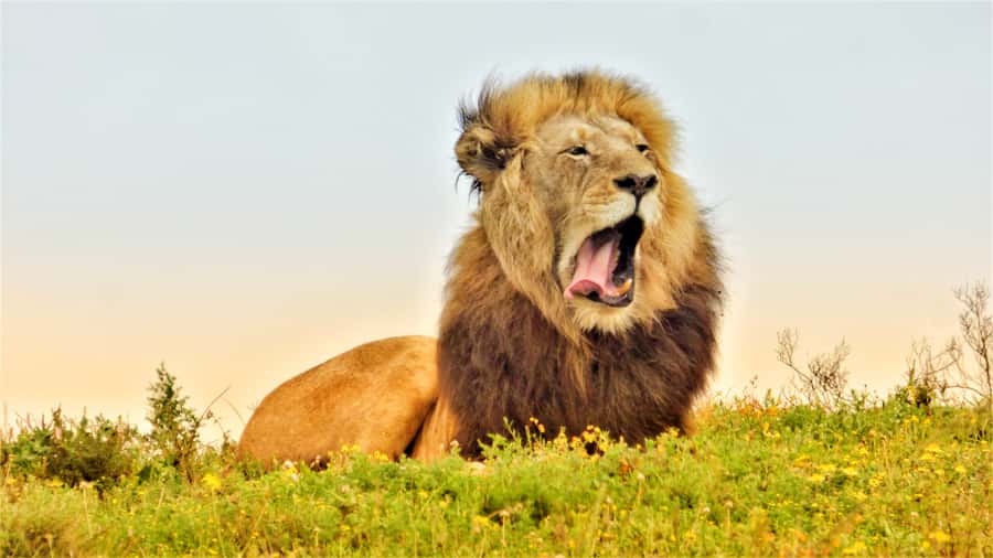 Addo National Park: Guided Half-Day Safari - Starting at Main Camp and heading north
