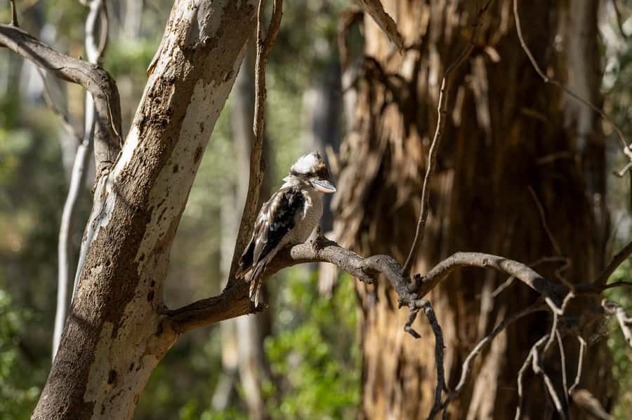 Adelaide: Morialta Wilderness and Wildlife Hike - Who should book the Morialta hike?