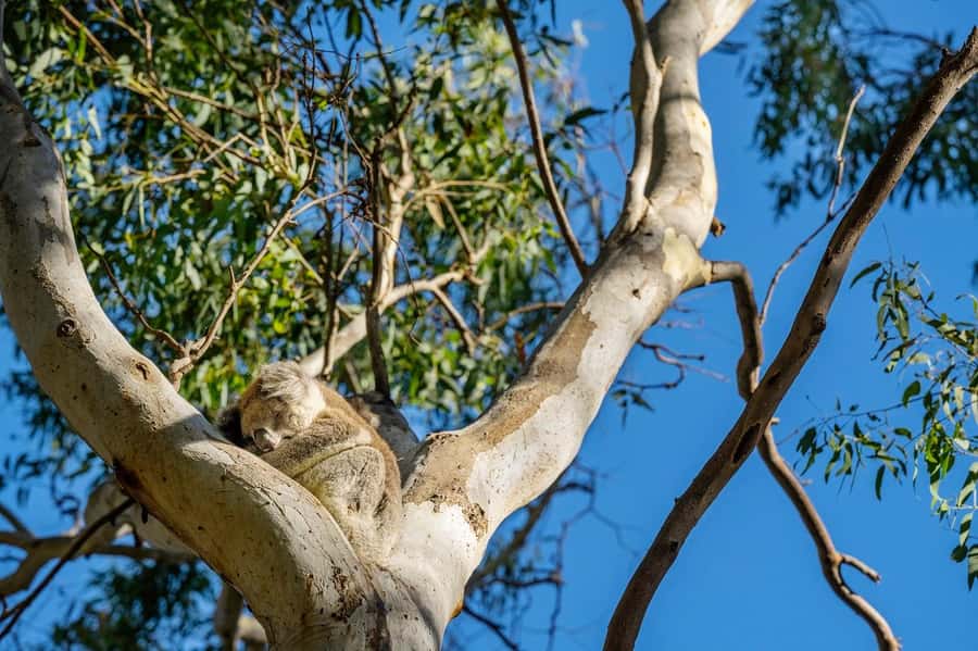 Adelaide: Morialta Wilderness and Wildlife Hike - Why Morialta makes a strong morning escape