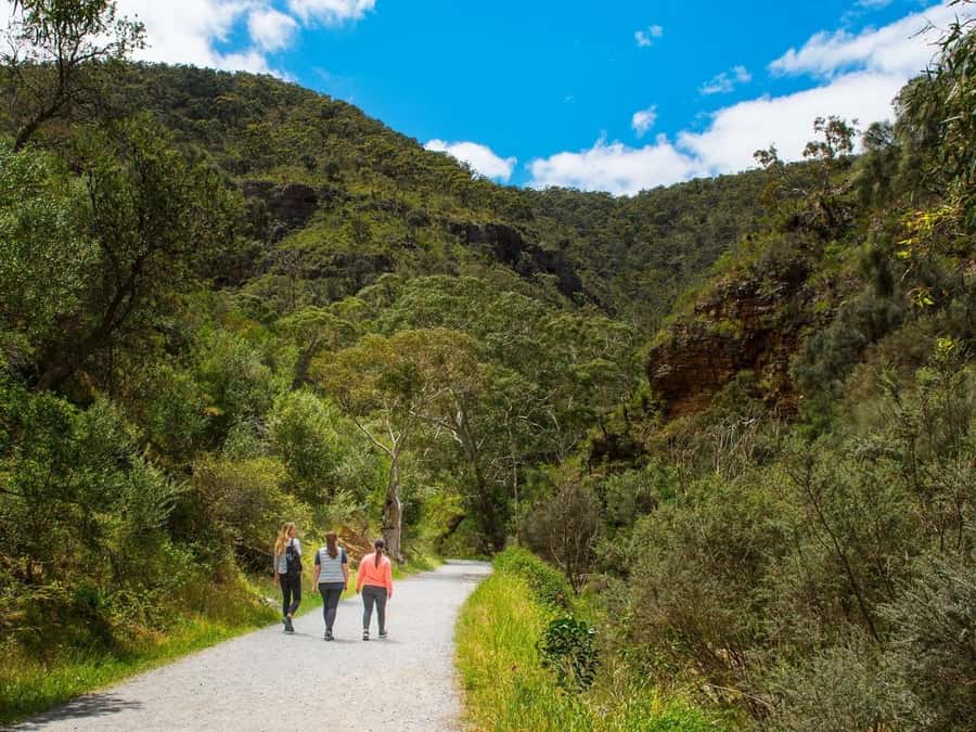 Adelaide: Morialta Wilderness and Wildlife Hike - Searching gumtrees for wild koalas