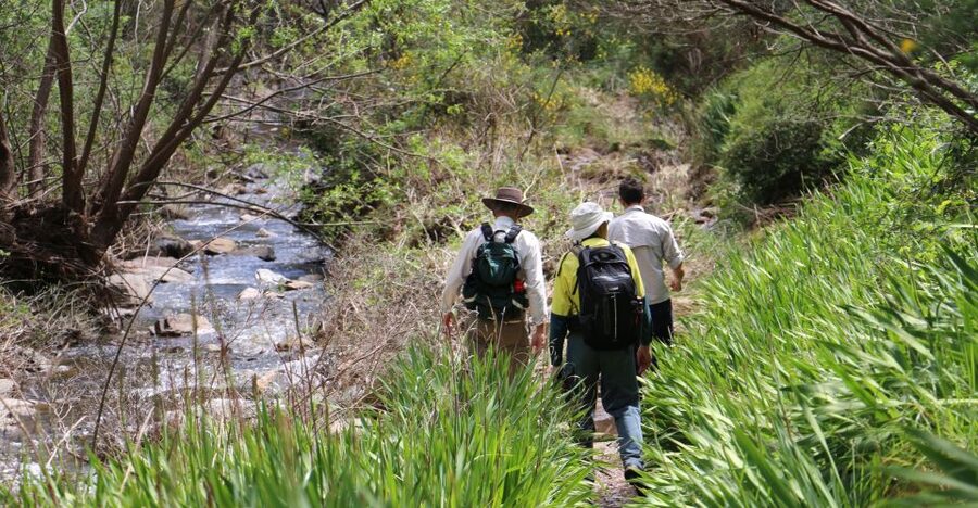 Adelaide: Morialta Wilderness and Wildlife Hike - Birdwatching with binoculars and a guide