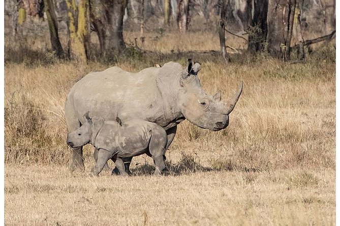 African Wildlife & Nature - 5 Kenya national parks - 6 day Jeep Safari - Lake Naivasha brings water, birds, and walking