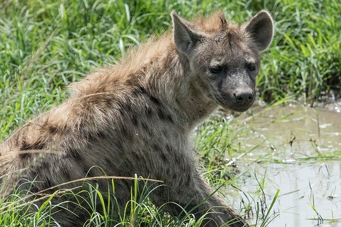 African Wildlife & Nature - 5 Kenya national parks - 6 day Jeep Safari - Hell’s Gate by bicycle, then on to the Mara