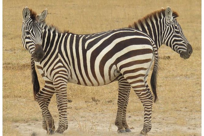 African Wildlife & Nature - 5 Kenya national parks - 6 day Jeep Safari - The Maasai Mara deserves its full day