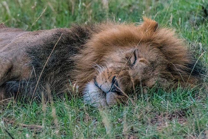 African Wildlife & Nature - 5 Kenya national parks - 6 day Jeep Safari - The return to Nairobi on day six