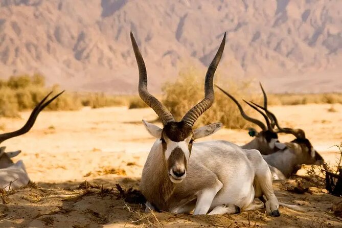 Agadir National Park & 4×4 Jeep Desert Safari Tour with Lunch - Leaving Agadir for Sous-Massa National Park