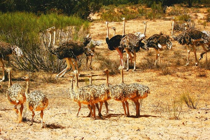 Agadir National Park & 4×4 Jeep Desert Safari Tour with Lunch - Birds Along the Sous River