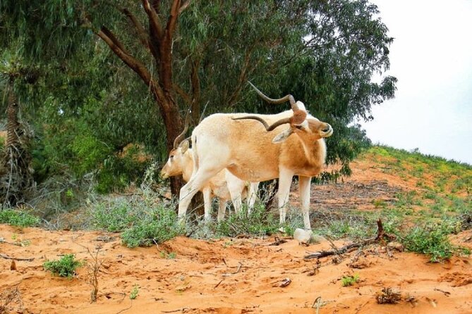 Agadir National Park & 4×4 Jeep Desert Safari Tour with Lunch - Massa, Berber Villages, and Rural Daily Life