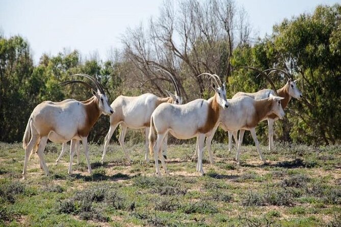 Agadir National Park & 4×4 Jeep Desert Safari Tour with Lunch - Tajine, Couscous, and Mint Tea