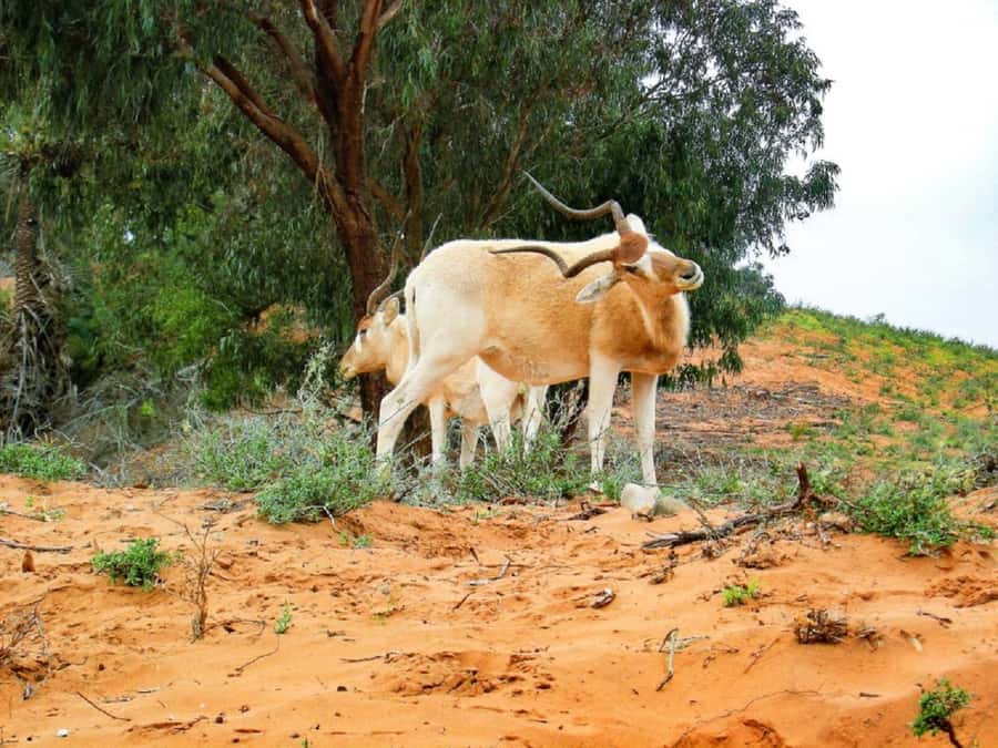 Agadir: Sous Massa National Park Desert Safari Tour & Lunch - Guides, Vehicles, and Group Feel