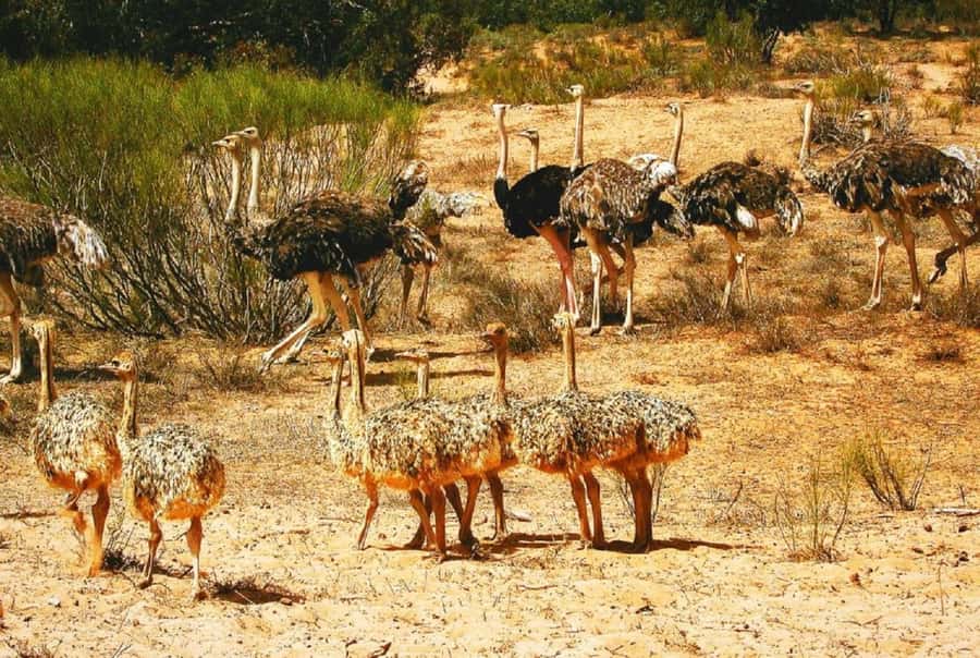 Agadir: Sous Massa National Park Desert Safari Tour & Lunch - Why This Agadir Day Trip Works