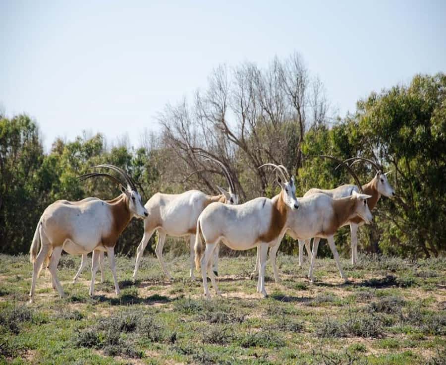 Agadir: Sous Massa National Park Desert Safari Tour & Lunch - Off-Road Along Sidi Rbat Beach