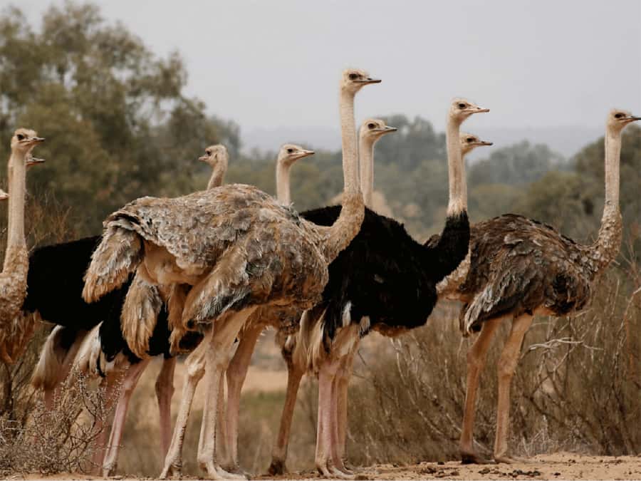 Agadir: Sous Massa National Park Desert Safari Tour & Lunch - Birdlife Along the Massa River