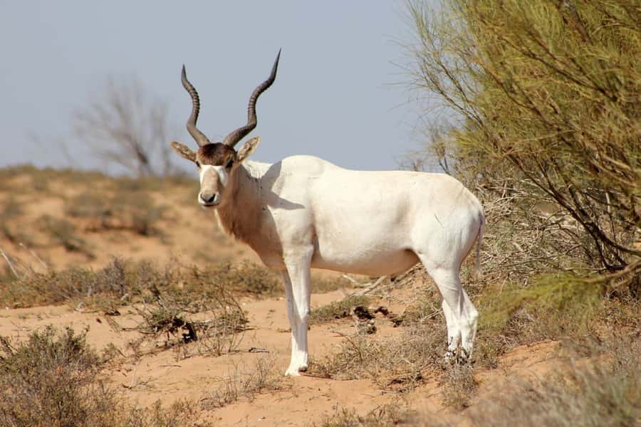 Agadir: Sous Massa National Park Desert Safari Tour & Lunch - Yusuf Ibn Tachafin Dam and Anti-Atlas Views