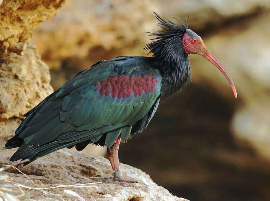 Agadir: Sous Massa National Park Desert Safari Tour & Lunch - Pottery and the Return to Agadir