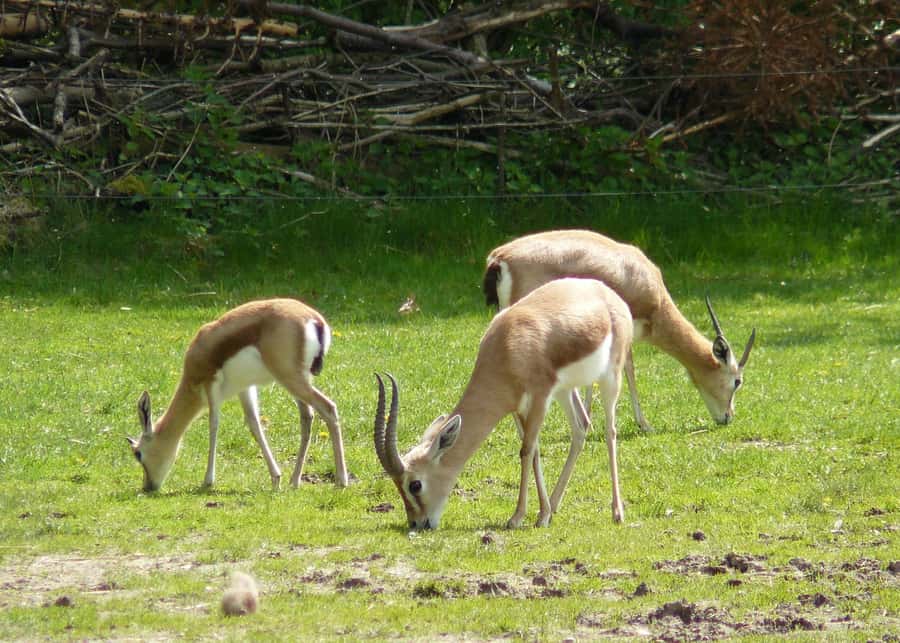 Agadir: Souss National Park Wildlife Half-Day Tour - Key points to know before booking