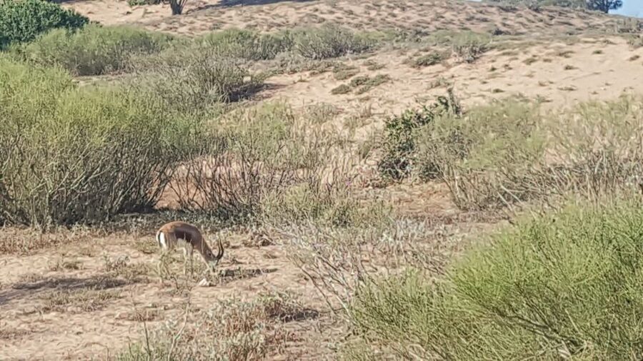 Agadir: Souss National Park Wildlife Half-Day Tour - Should you book the Souss-Massa wildlife tour?